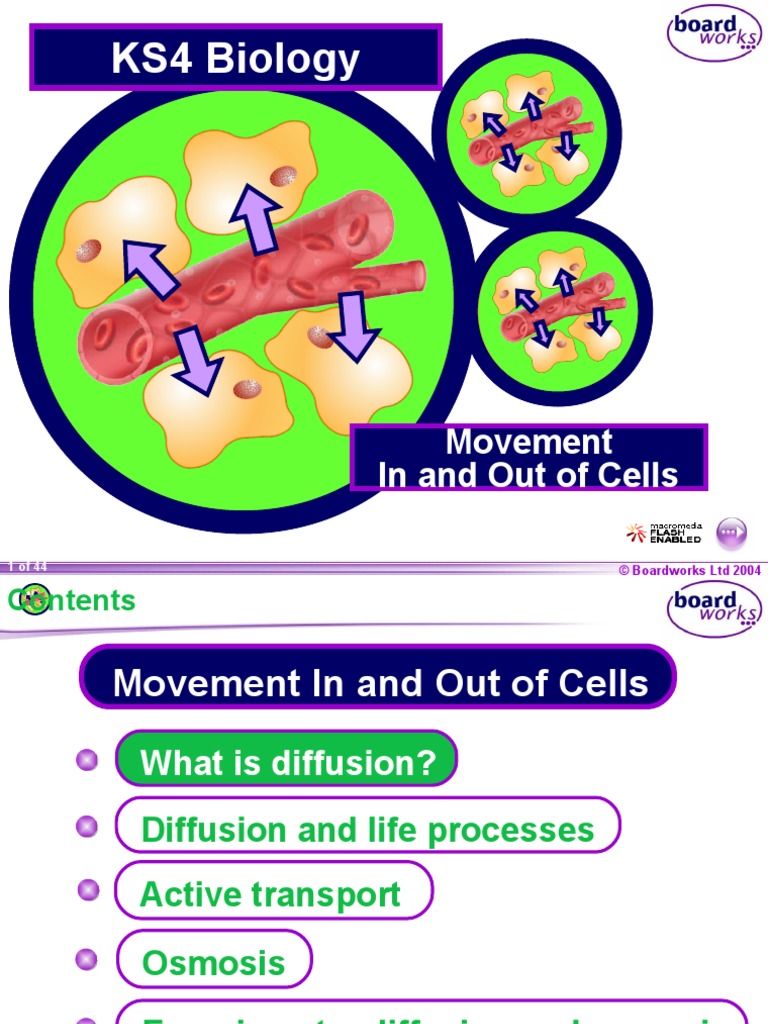 KS4 Movement in and Out of Cells | PDF | Osmosis | Diffusion