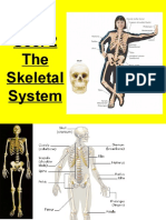 Sec. 2 The Skeletal System