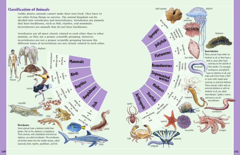 Invertebrates And Vertebrates Animals Chart