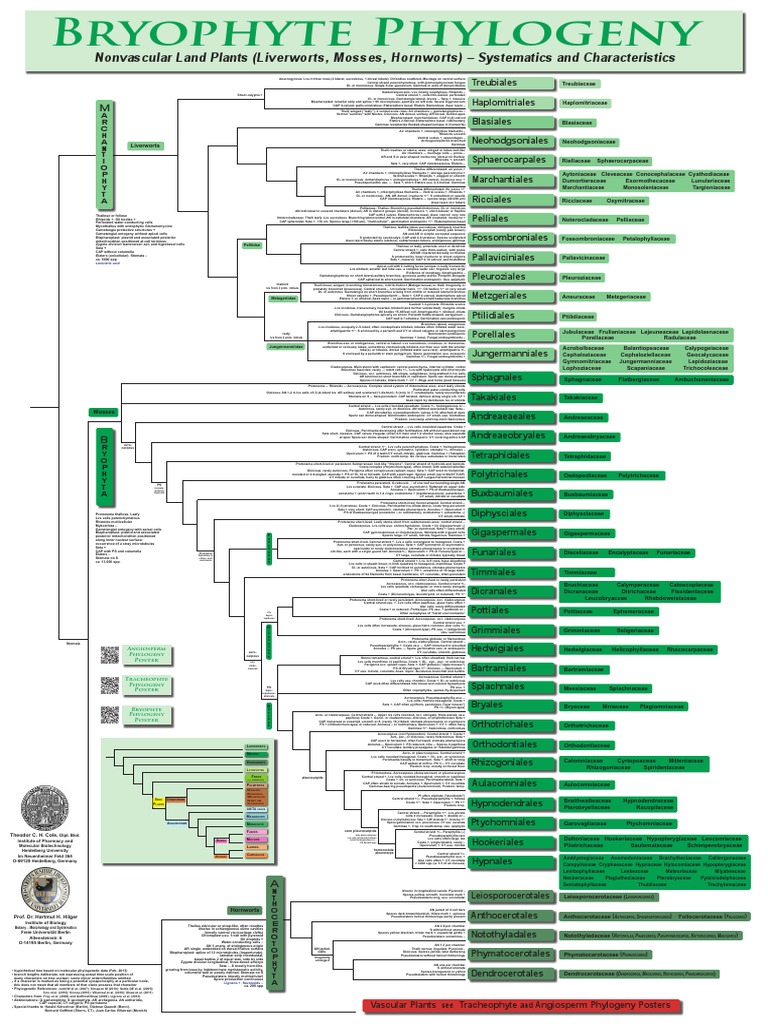 Poster Klasifikasi Filogeni Llumut | PDF | Moss | Plants