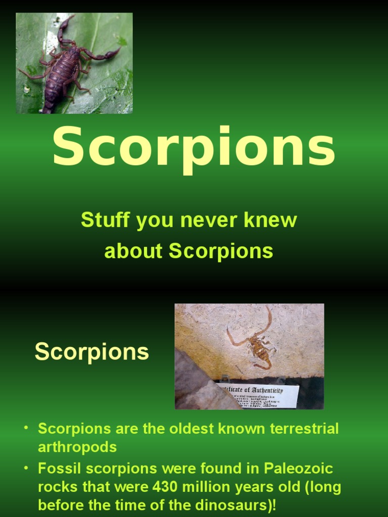 Scorpions: Stuff You Never Knew About Scorpions | PDF | Zoology | Nature
