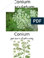 Conium Maculatum - Homoepathic Remedy