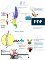 Omurga Travmaları PDF