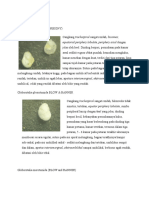 Foraminifera Plagtonik