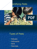 Related Presentation - Identifying Pests