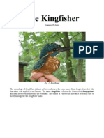 The Kingfisher - The Etymology of Kingfisher (Alcedo Atthis)
