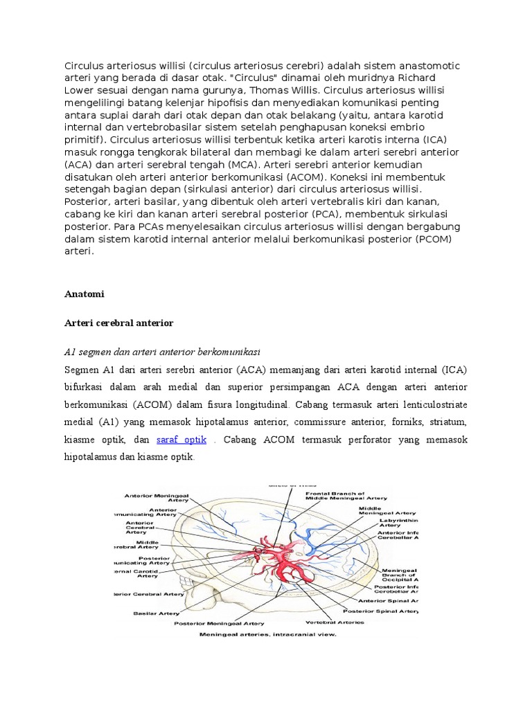Circulus Arteriosus Willisi | PDF | Sains & Matematika