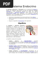 Anatomía Sistema Endocrino