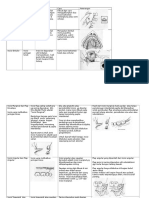 Flap Dalam Rongga Mulut