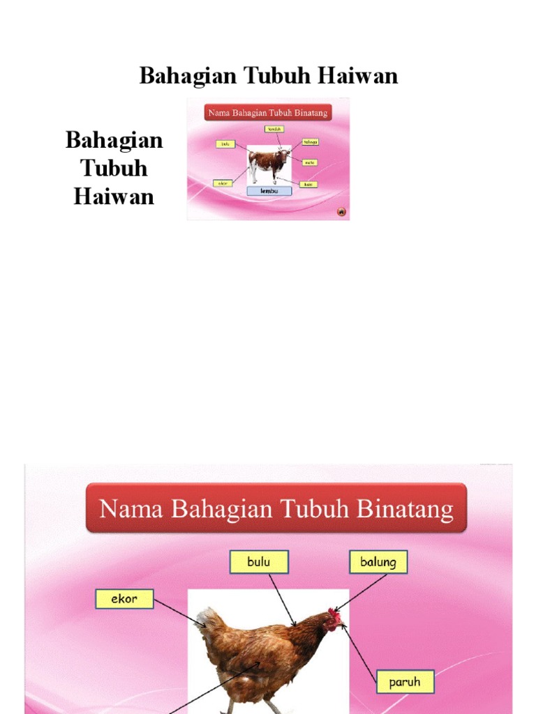 Bahagian Tubuh Haiwan Sains Tahun 1 Pdf
