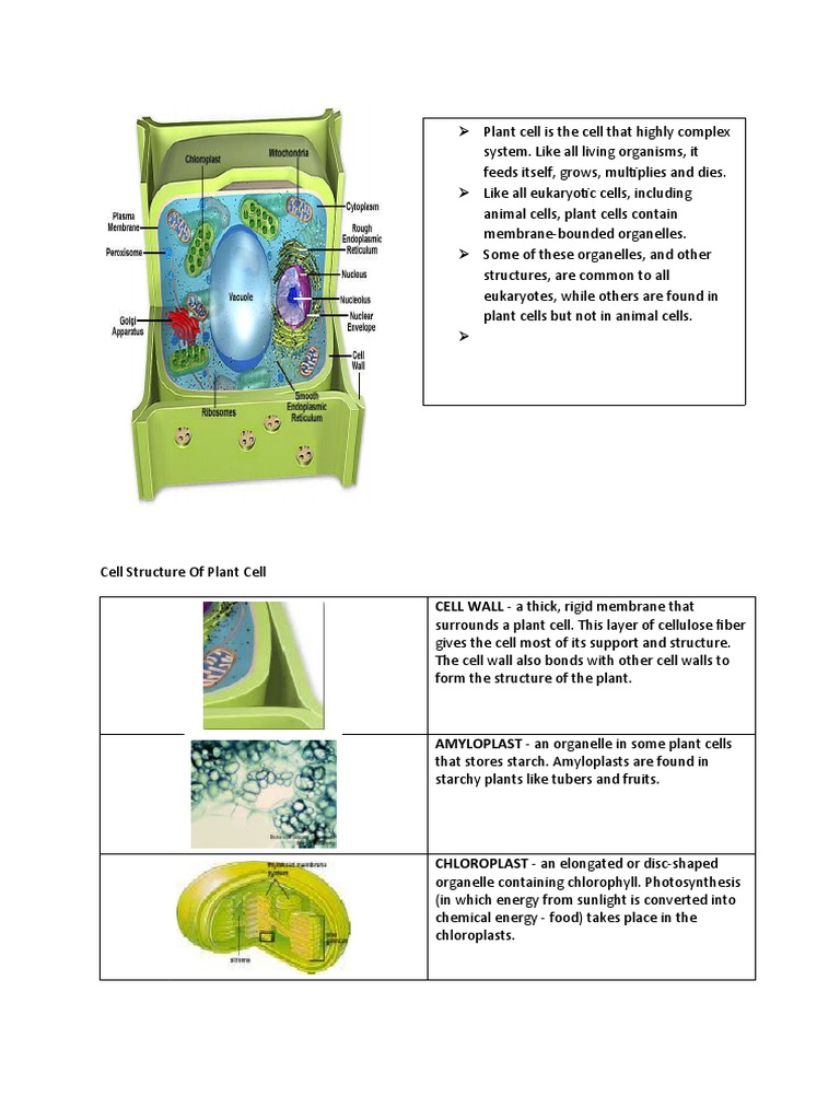Cell Structure of Plant Cell | PDF | Plants | Biology
