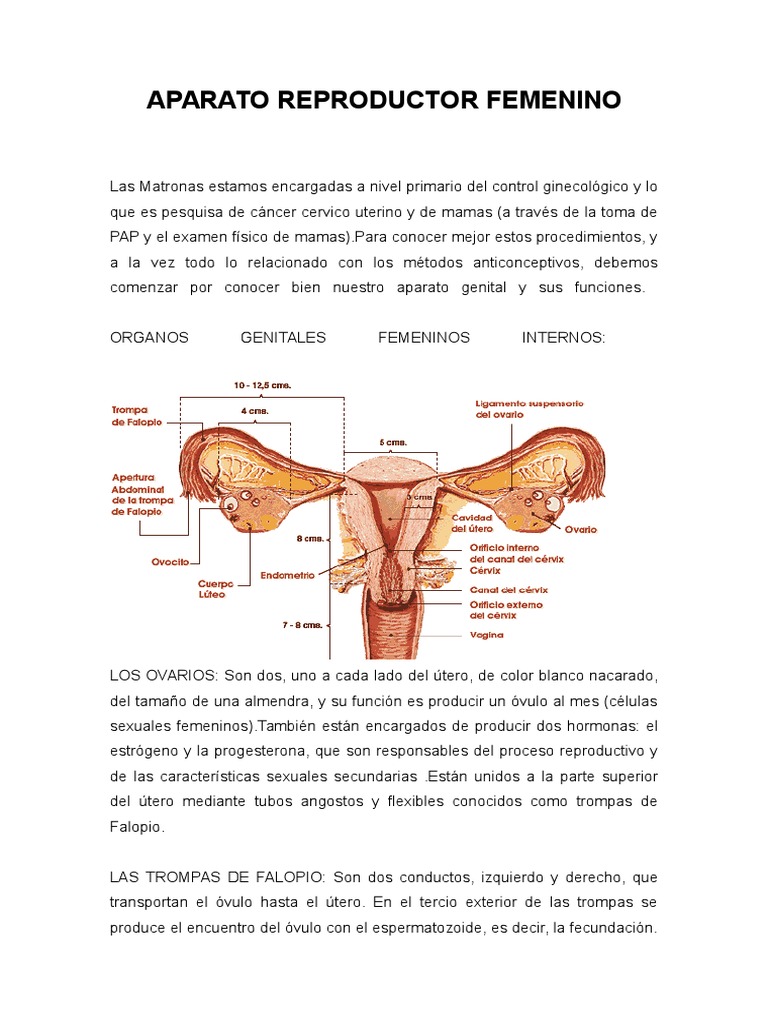 Aparato Reproductor Femeninodoc Útero Labios