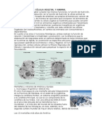 FUNCIONES DE LA CÉLULA VEGETAL Y ANIMAL.docx