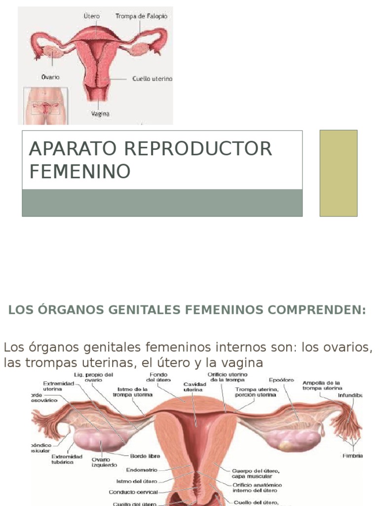 Partes Del Aparato Reproductor Femenino