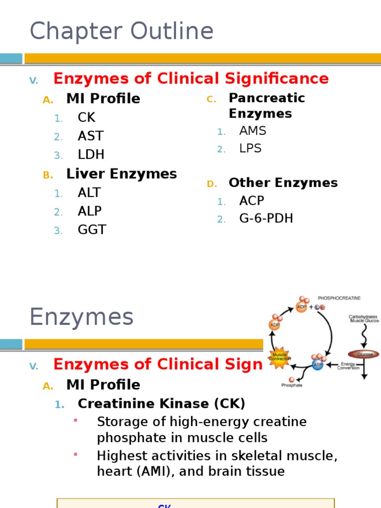 Enzymes PDF Alanine Transaminase Lactate Dehydrogenase