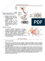 FISIOLOGÍA MUSCULAR Básica