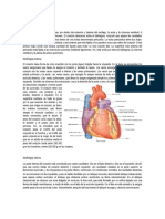 Anatomía Cardiaca
