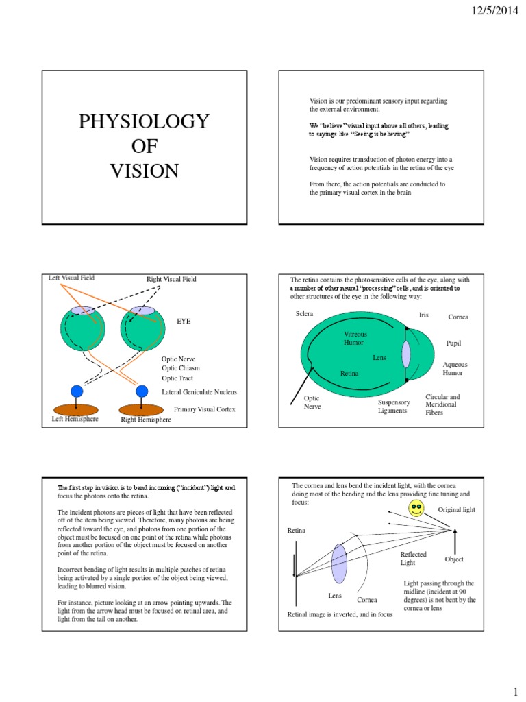 5 - Vision | PDF | Visual System | Retina