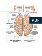 Cerebro