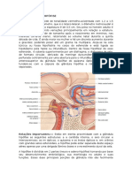 Anatomia Da Gl Hipófise