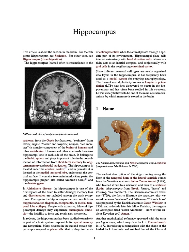 Hippocampus | PDF | Hippocampus | Hippocampus Anatomy