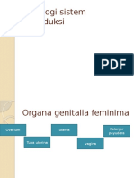 Histologi Sistem Reproduksi