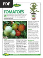 Plant Tomatoes