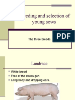 Breeding and Selection of Young Sows
