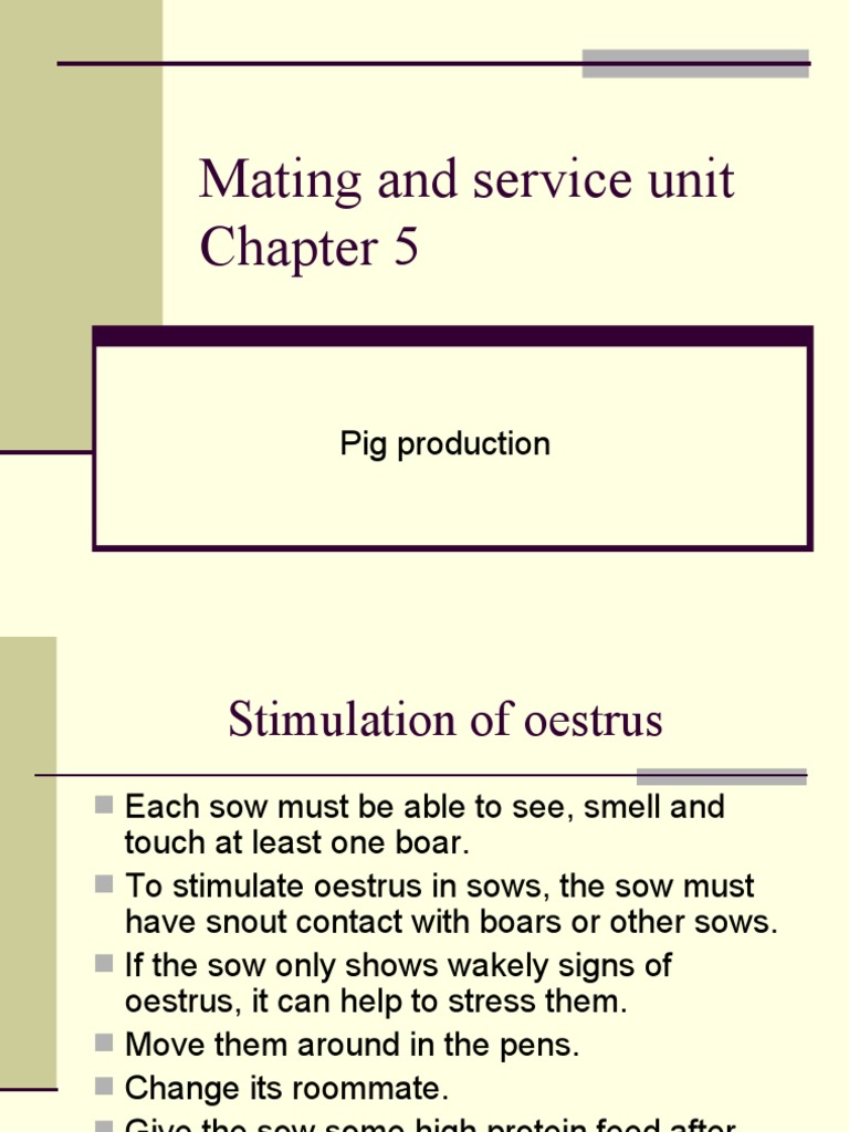 Understanding Sow Menstruation Cycles | PDF | Domestic Pig ...