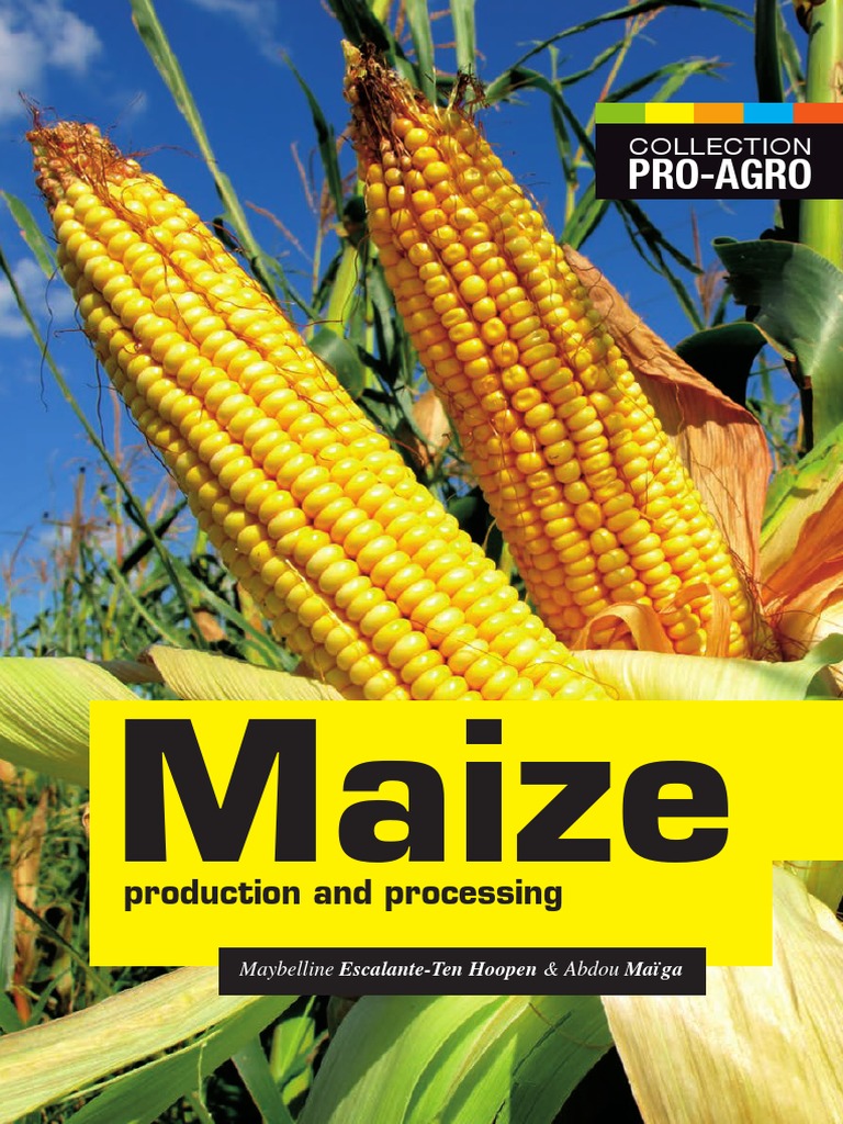 Maize Production and Processing | PDF | Maize | Seed