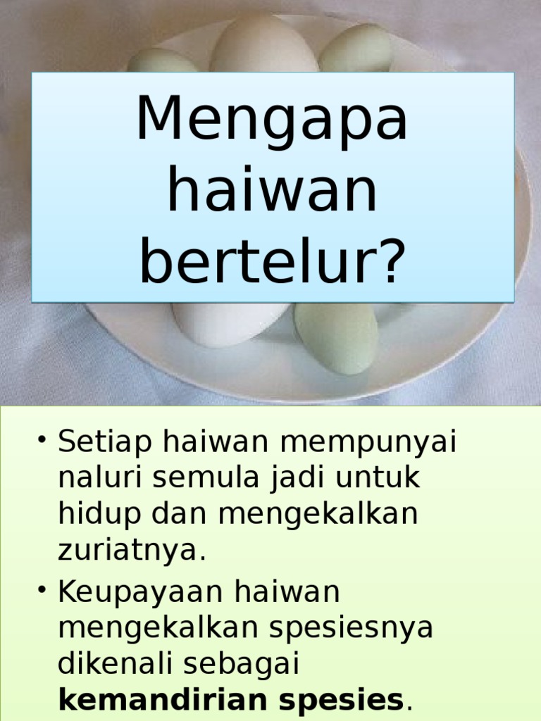 Presentation 1 Haiwan Bertelur Pdf