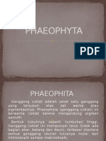 5 Phaeophyta