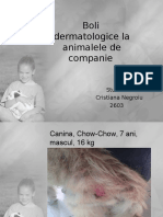 Boli Dermatologice La Animalele de Companie
