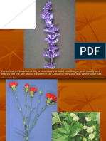 Inflorescence Types