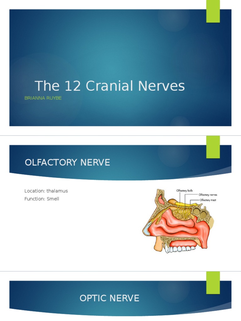 Overview of the 12 Cranial Nerves | PDF | Foreign Language Studies ...