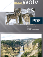 Wolves Change Ecosystems in Yellowstone