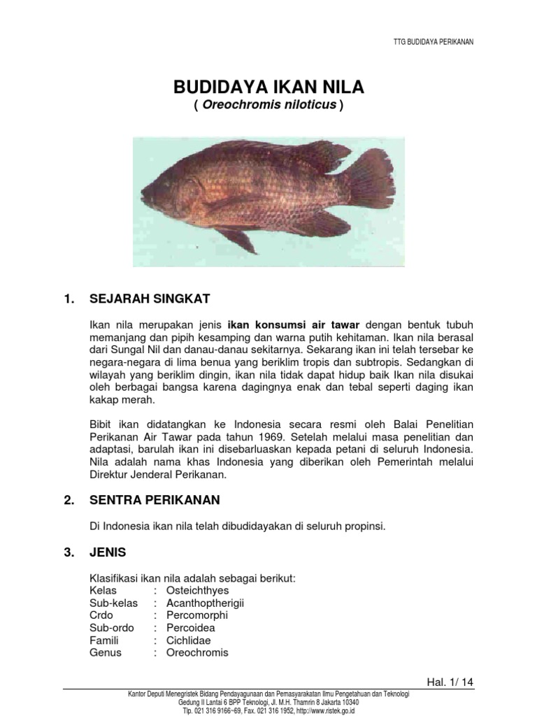 Budidaya Ikan Nila: ( Oreochromis niloticus )