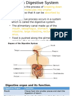 The Human Digestive System: A Guide