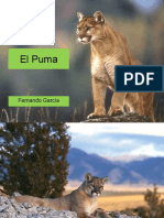 El Puma