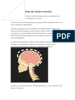Funciones y Partes Del Cerebro Humano