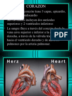 Corazon, Anatomia