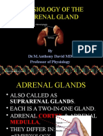 Adrenal Gland PARA v2