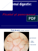 FicatPancreas 