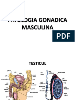 1-2 Febr Patologia Gonadica Masculina. Ovarul. Infertilitatea