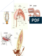 Circulbiologiaacion en Invertebrados