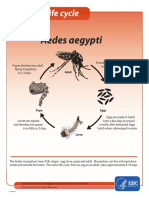 Mosquito Lifecycle Aedes Aegypti