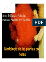 4. Morfología de Angiospermas
