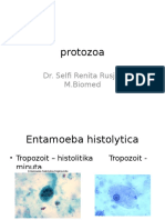 Praktikum Protozoa Picture