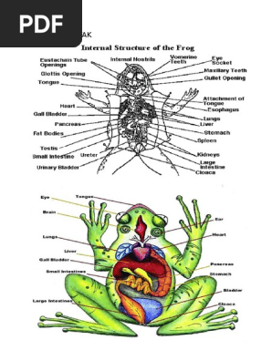 Bagian Tubuh Katak Beserta Fungsinya Kata Kata Bagian Tubuh Katak Beserta Fungsinya Kata Kata