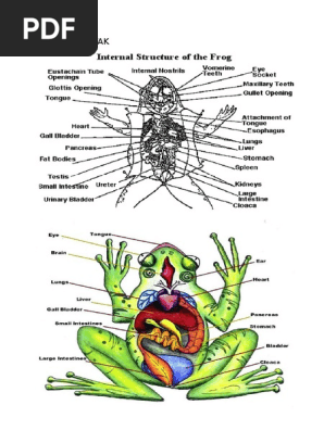 Bagian Tubuh Katak  Beserta Fungsinya Kata Kata